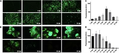 CRISPR/Cas9 Targeted Editing of Genes Associated With Fungal Susceptibility in Vitis vinifera L. cv. Thompson Seedless Using Geminivirus-Derived Replicons